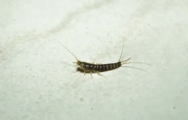 Rybiki cukrowe z łazienki: Jak pozbyć się ich na zawsze?