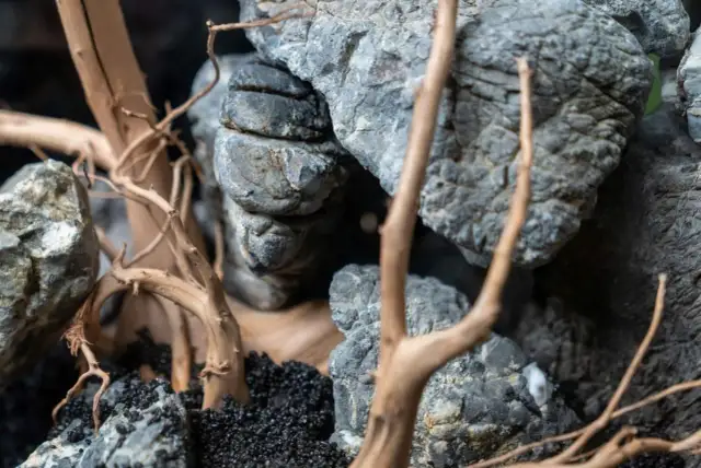 Gdzie znaleźć kamienie do akwarium, aby uniknąć niebezpieczeństw dla ryb