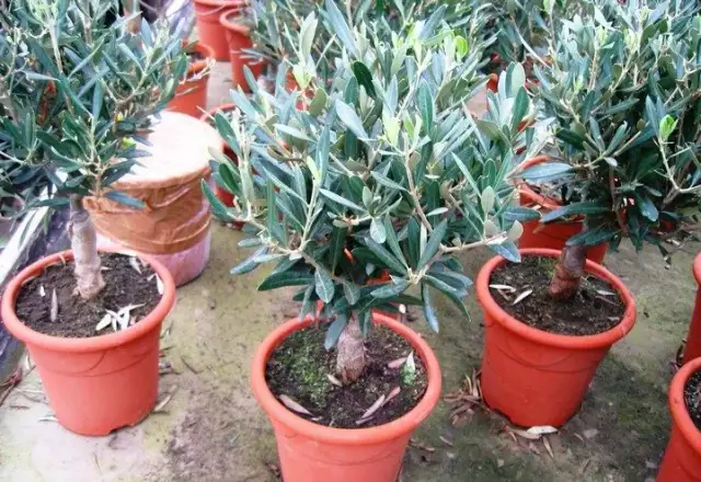 Gdzie rosną oliwki? Odkryj tajemnice ich uprawy i klimatu