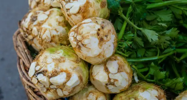 Czy pies może jeść seler? Bezpieczne sposoby i potencjalne zagrożenia