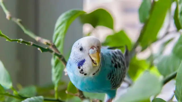 Dieta papugi falistej: Co jeść oprócz karmy? Pełna lista i zakazy!