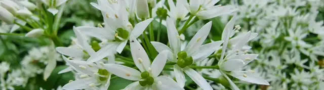 Jak uprawiać czosnek niedźwiedzi: skuteczne metody i porady dla każdego