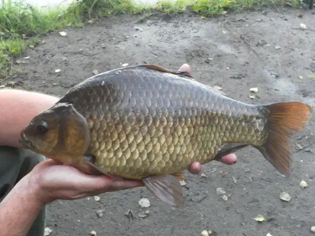 Najlepsza przynęta na karasia? Sprawdź top 5 i sekrety!