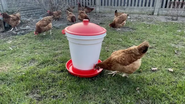 Jak się pisze kura? Uniknij najczęstszych błędów w pisowni