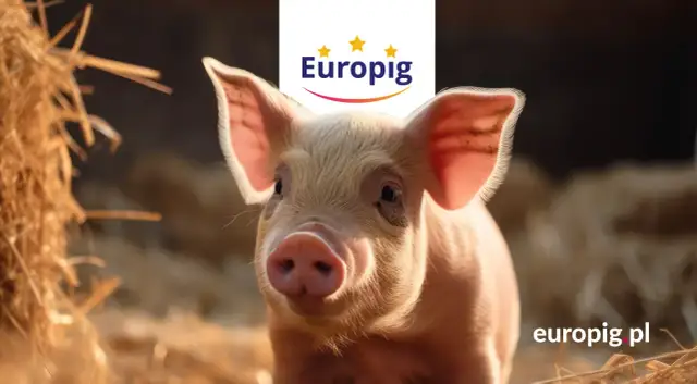 Od warchlaka do tucznika – gdzie dziś hodowca realnie traci, a gdzie może odzyskać marżę