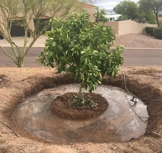 Piaszczysta gleba: Koniec z suszą! Zwiększ retencję wody w ogrodzie