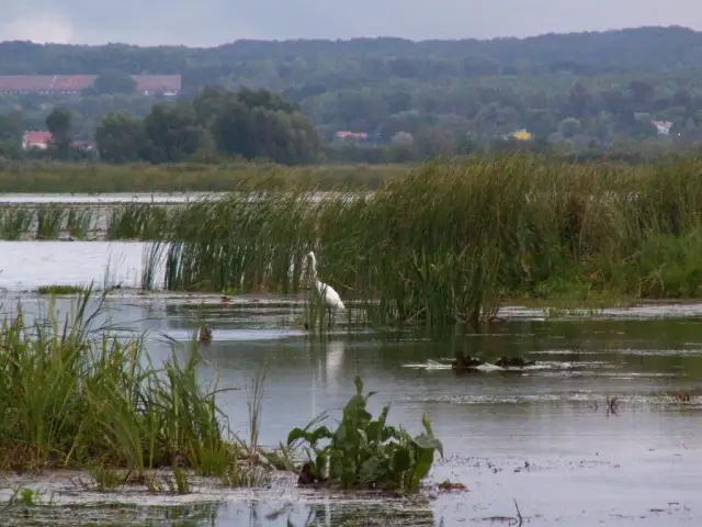 Rezerwat przyrody Jezioro Drużno - odkryj jego niezwykłe bogactwo