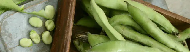 Bób obok czego sadzić - najlepsze rośliny i te, których unikać