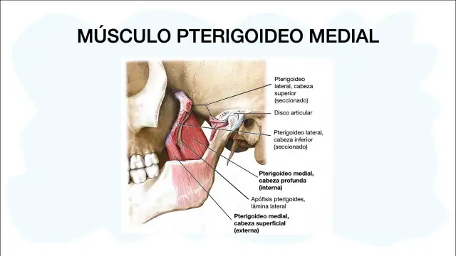 Todo lo que necesitas saber sobre el músculo pterigoideo y su función