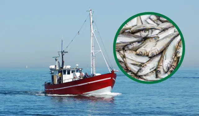 Dowiedz się kiedy zaczyna się sezon na ryby - najważniejsze informacje