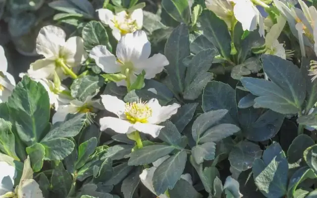 Ciemiernik biały kiedy sadzić - uniknij błędów i osiągnij sukces