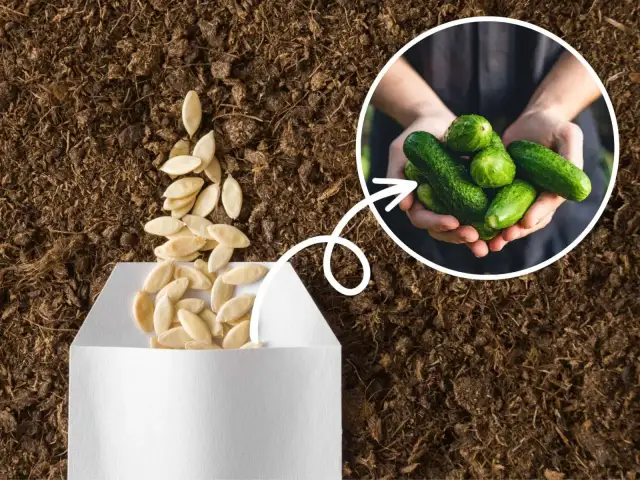 Jak uprawiać ogórki: najważniejsze techniki i sekrety sukcesu