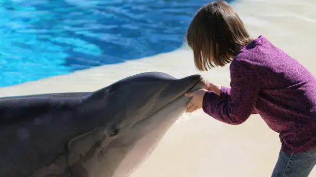 Pływanie z delfinami w Europie: Parki vs. Natura Co wybrać?