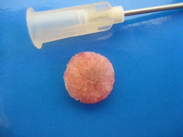 Kamienie w pęcherzu moczowym u psa: objawy, diagnostyka i terapia