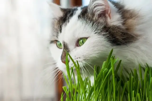 Czy koty mogą jeść owies? Bezpieczne formy i korzyści dla pupila