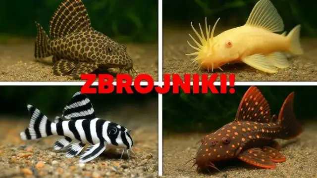 Czy glonojad może zjadać rybki? Dowiedz się, jak tego uniknąć