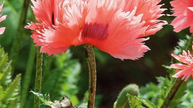 Kiedy siać maki ogrodowe, aby cieszyć się ich pięknem przez cały sezon