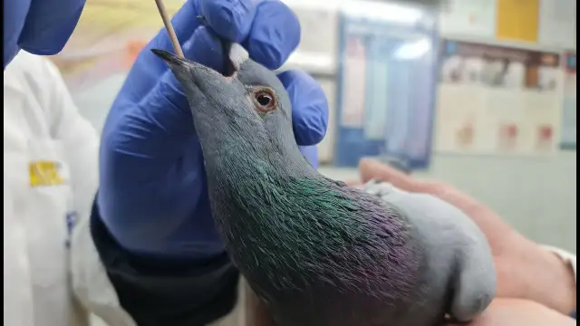 Trichonidazol dla gołębi - co leczy i jak uniknąć problemów zdrowotnych