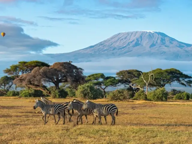Afrykańska sawanna jest miejscem, gdzie stado zebr przemierza trawiaste równiny u stóp ośnieżonego Kilimandżaro. W oddali unosi się balon.