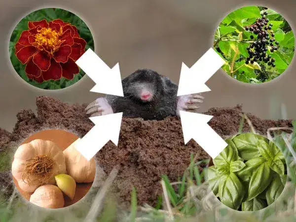 Co ryje w ogrodzie i jak skutecznie chronić rośliny przed szkodnikami