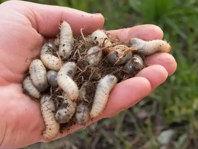 Pędraki w trawniku? Poznaj skuteczne metody i uratuj swój trawnik!