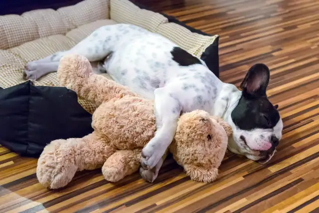 Ile śpi szczeniak? Klucz do zdrowia i rozwoju Twojego pupila