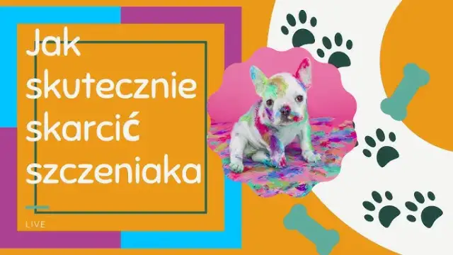 Jak karać szczeniaka? Nie! Wychowaj go pozytywnie i skutecznie.