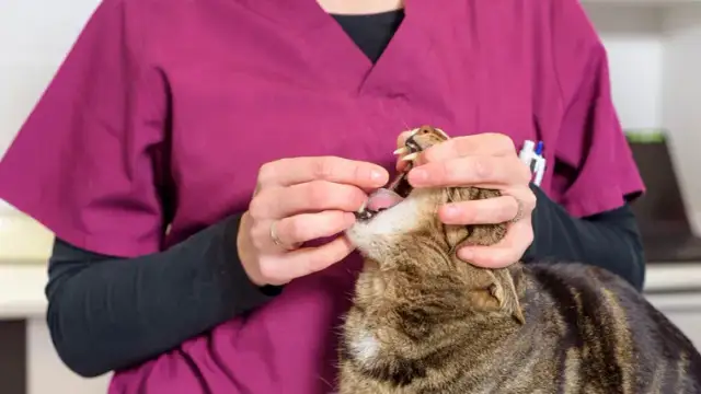 Ile trwa odrobaczanie kota? Poznaj czas trwania i skutki zabiegu