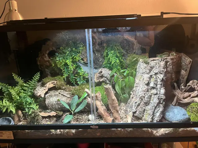 Jak przygotować korzeń do terrarium, aby uniknąć błędów i zagrożeń