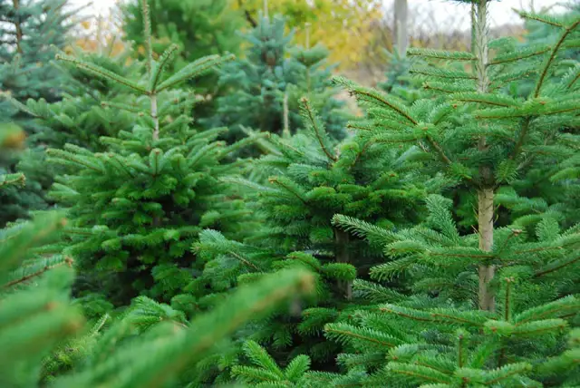 Jak sadzić jodłę kaukaską na choinki, by uniknąć błędów w uprawie