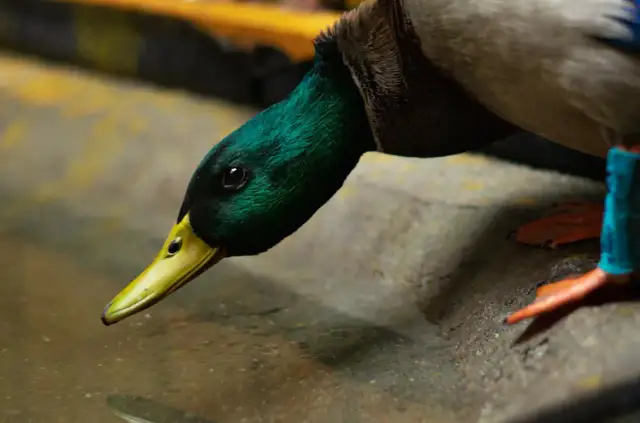 Nie karm chlebem! Czym zdrowo dokarmiać gołębie miejskie?
