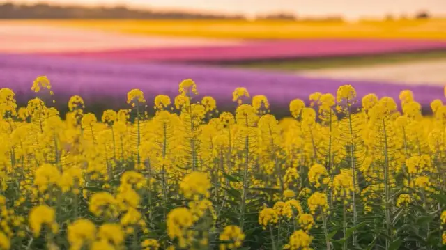 Jak długo kwitnie rzepak? Czynniki wpływające na czas kwitnienia