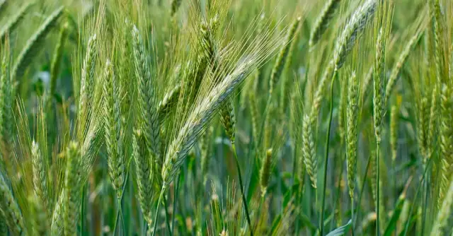 Dopłaty do materiału siewnego: Jakie są nowe zasady?