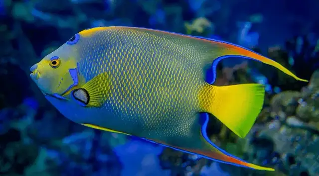 Skalar jaka temperatura wody - uniknij błędów w pielęgnacji