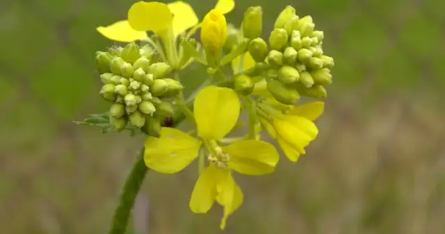 Chwast polny ognicha: jak zminimalizować straty w uprawach?