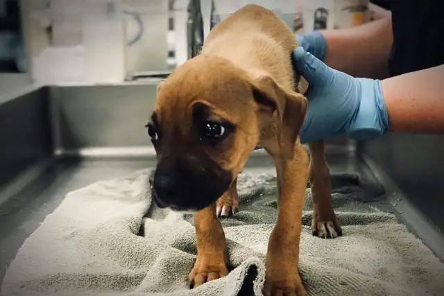 Mokra podłoga? Dlaczego szczeniak popuszcza mocz i jak pomóc