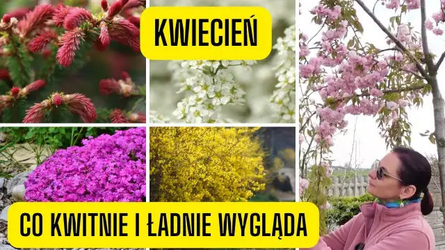Co kwitnie w kwietniu? Odkryj piękne rośliny na wiosnę