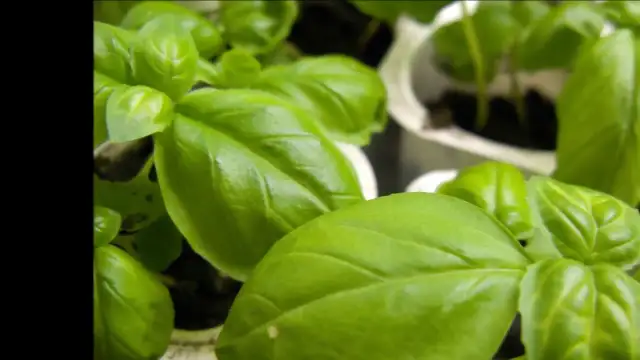 Jak uprawiać bazylię: proste sposoby na zdrowe i aromatyczne rośliny