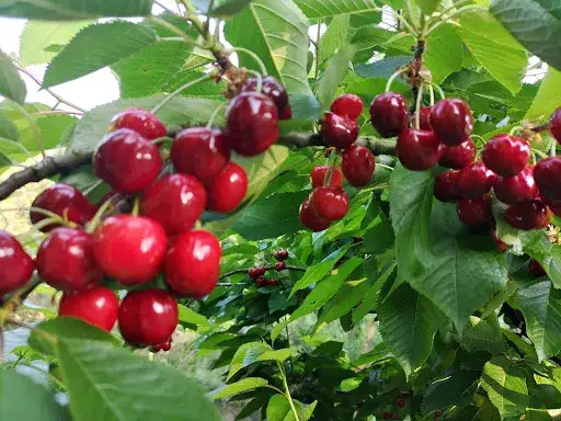 W jakiej odległości sadzić czereśnie, by uniknąć problemów z owocowaniem?