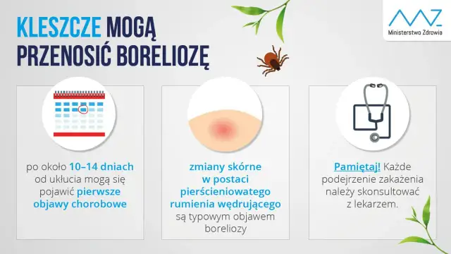 Jak zapobiec boreliozie? Ochrona przed kleszczami krok po kroku