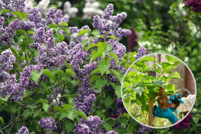 Przycinanie bzu: Kiedy i jak ciąć dla morza kwiatów?