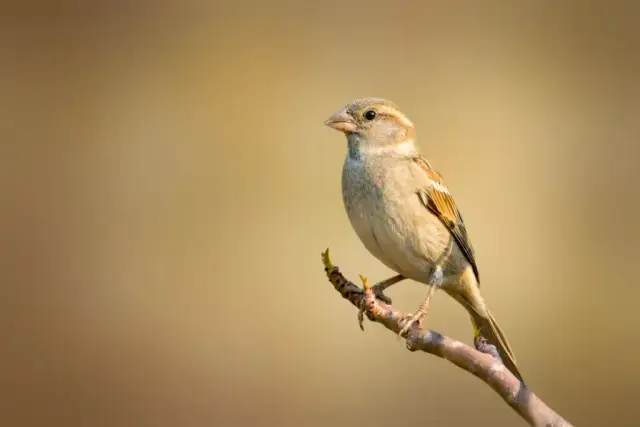 Jak długo żyje wróbel? Średnia 3 lata, ale rekordziści zaskoczą Cię!