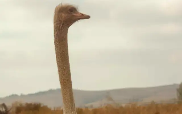 Jak szybko biega struś? Niezwykłe prędkości na lądzie!