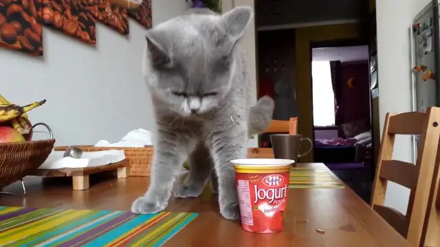 Czy koty mogą jeść jogurt? Sprawdź, co musisz wiedzieć o bezpieczeństwie
