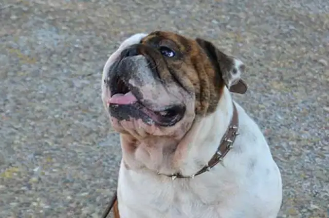 Jak zakładać kolczatkę dla psa, aby uniknąć bólu i niekomfortu