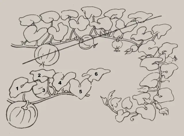 Jak przycinać dynie? Zwiększ plony i ciesz się gigantami!