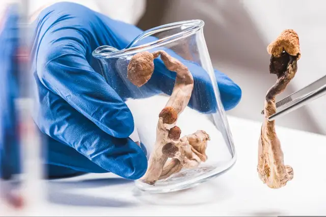 Psylocybina: Zmienia mózg, leczy? Ryzyka i polskie prawo