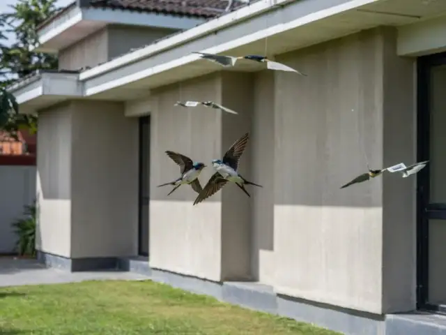 Skuteczne sposoby na pozbycie się jaskółek z elewacji bez szkody dla ptaków