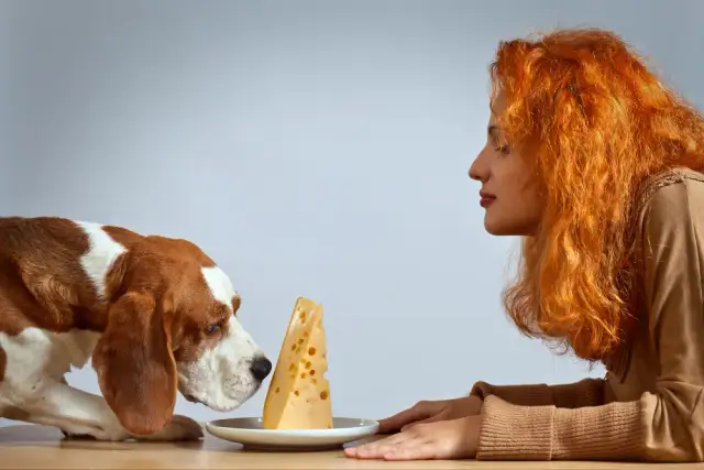 Czy pies może jeść ser pleśniowy? Odkryj niebezpieczeństwa dla zdrowia psa