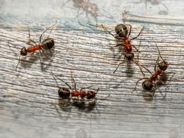 Mrówki w ogrodzie: Jak skutecznie i bezpiecznie się ich pozbyć?